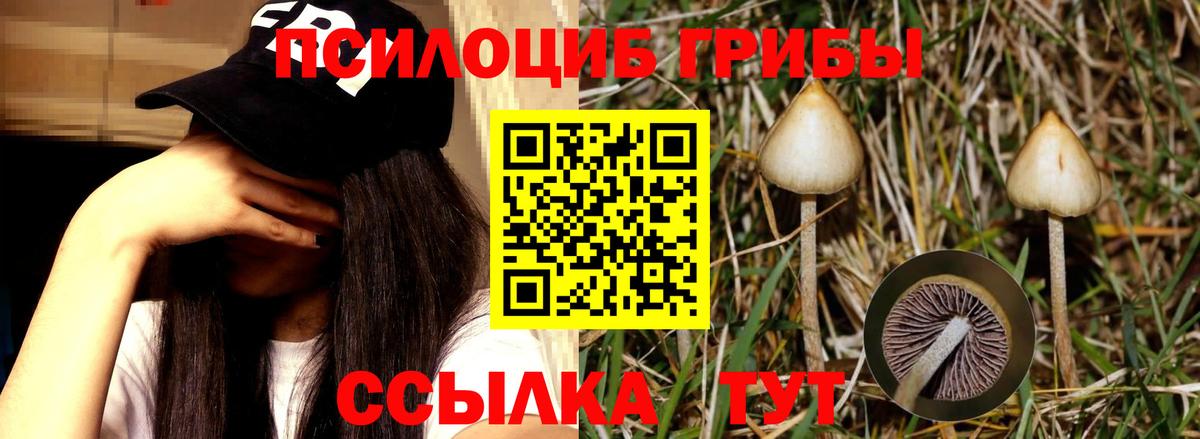 Галлюциногенные грибы Psilocybe Рузаевка